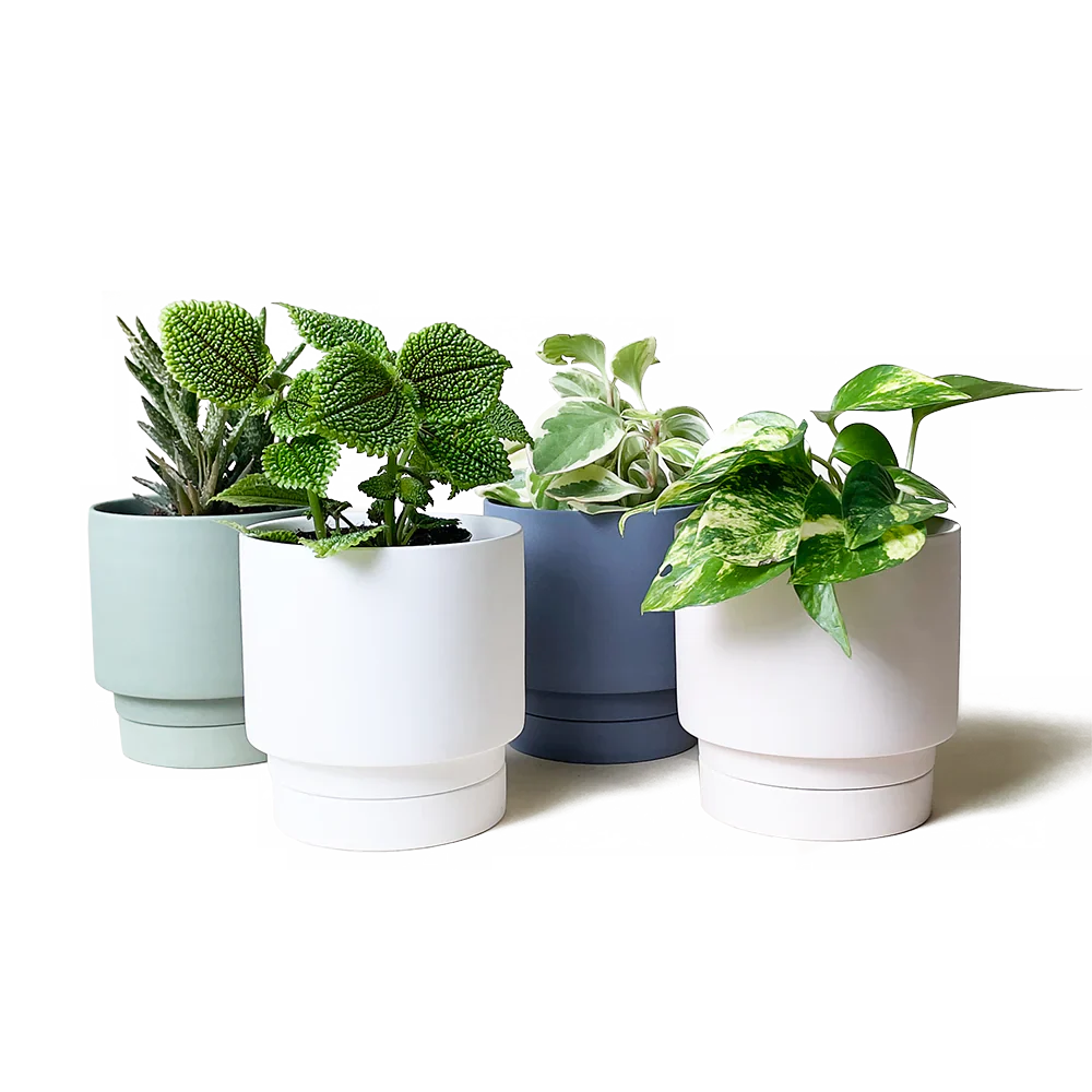 CHIVE | Casey Pot & Saucer | Olive - Image 4